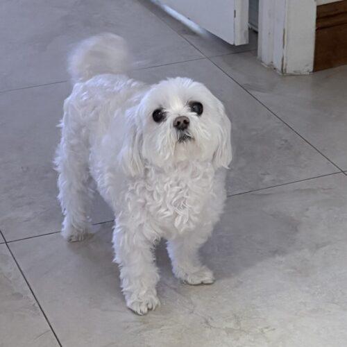 Enlarge Jazzy, a Adoptable Maltipoo in Plantation, FL image 2/3