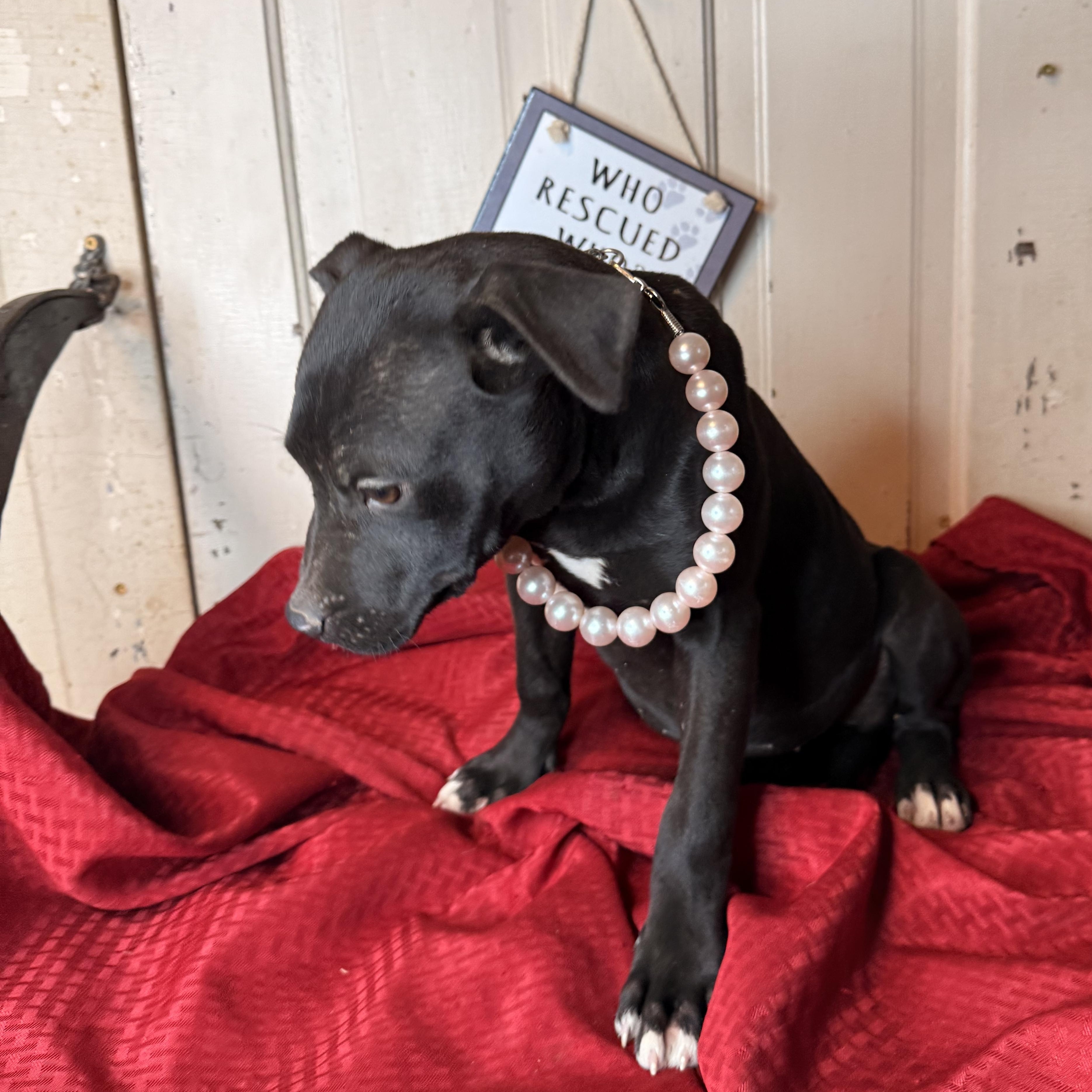 Enlarge Anita $200 adoption fee, a Adoptable mixed breed in Davenport, IA image 2/5