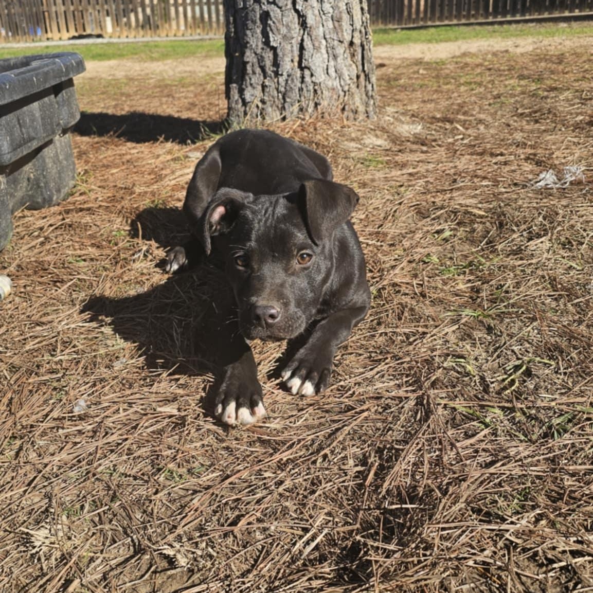 Enlarge Anita $200 adoption fee, a Adoptable mixed breed in Davenport, IA image 5/5