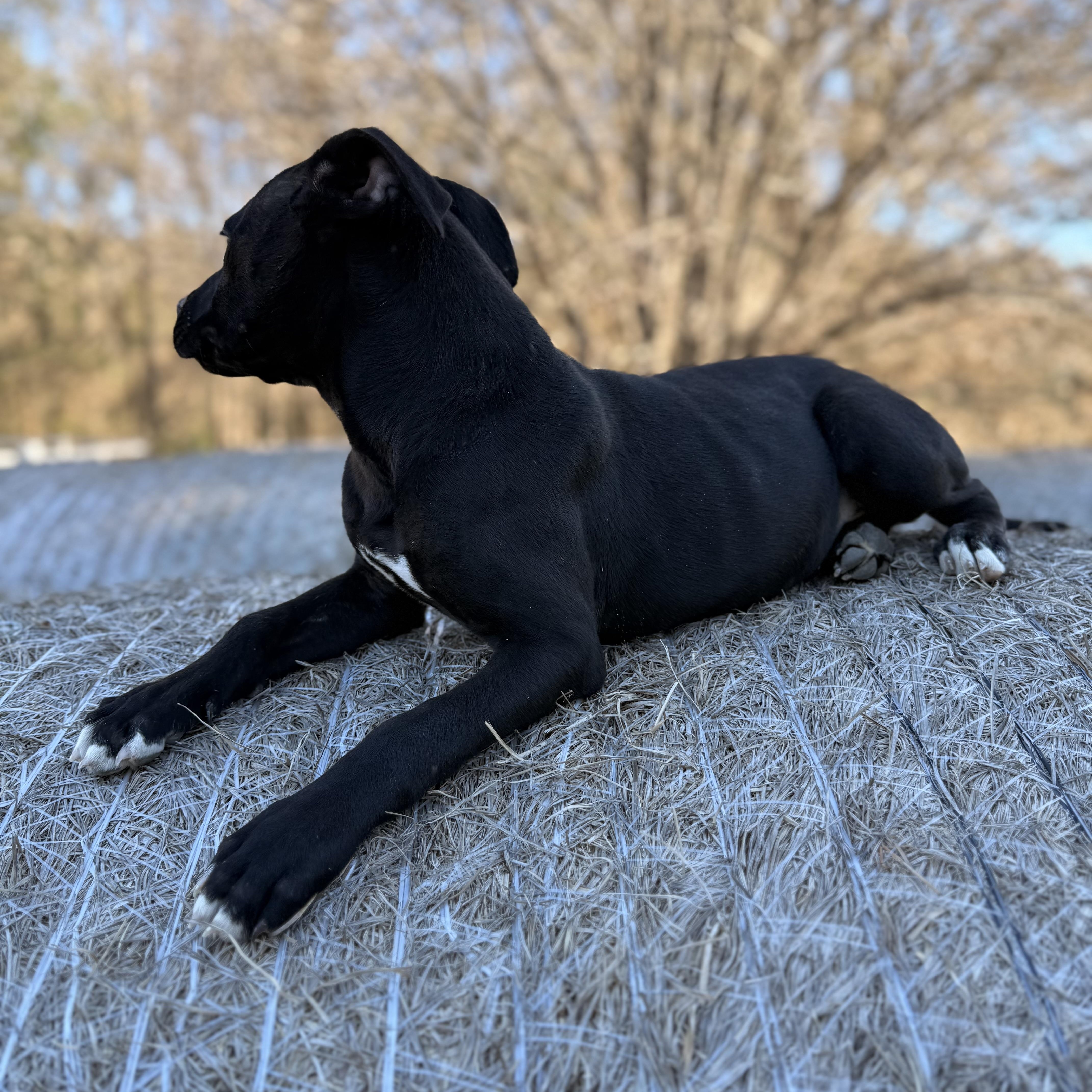 Enlarge Anita $200 adoption fee, a Adoptable mixed breed in Davenport, IA image 3/5