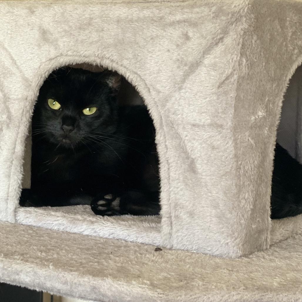 Kit Kat, Adoptable, Adult Female Domestic Short Hair.