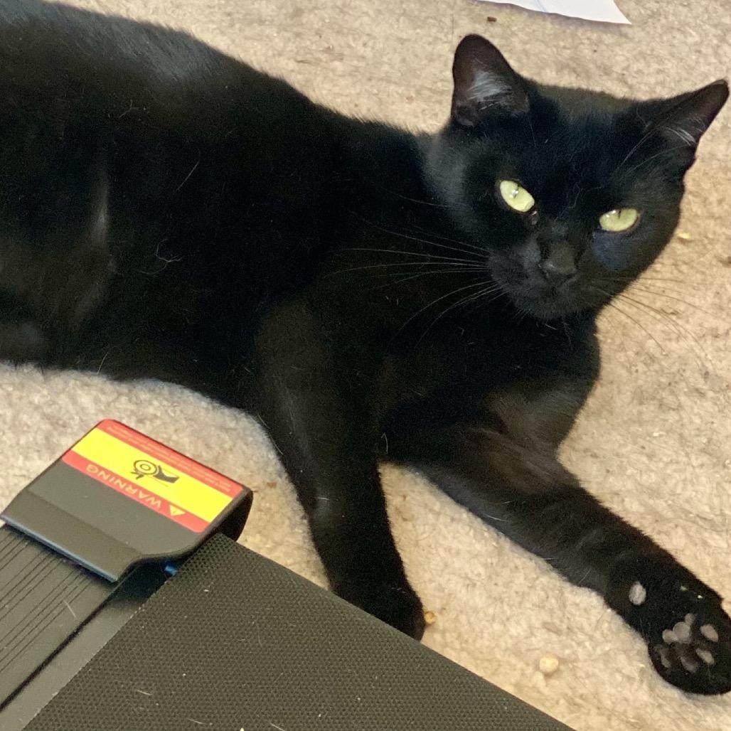 Enlarge Kit Kat, a Adoptable Domestic Short Hair in Gibsonia, PA image 2/6