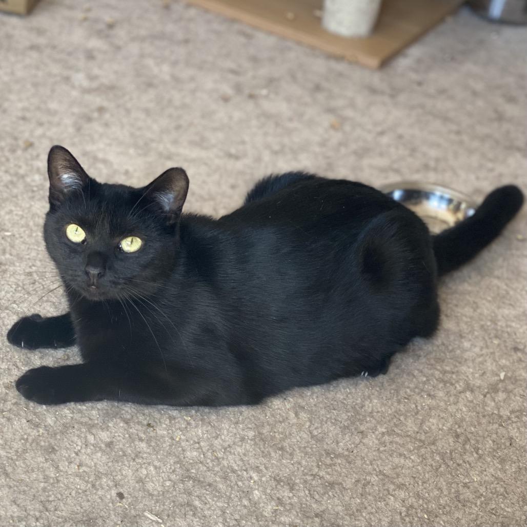 Enlarge Kit Kat, a Adoptable Domestic Short Hair in Gibsonia, PA image 3/6