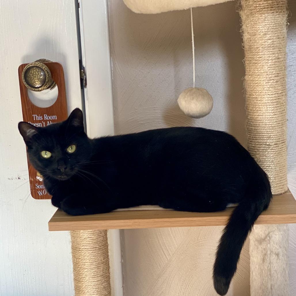 Enlarge Kit Kat, a Adoptable Domestic Short Hair in Gibsonia, PA image 5/6