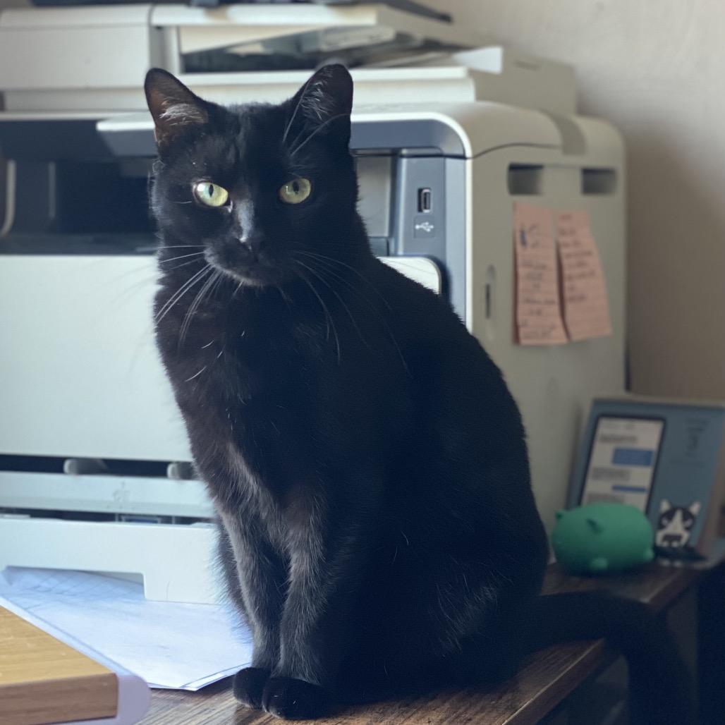 Enlarge Kit Kat, a Adoptable Domestic Short Hair in Gibsonia, PA image 6/6