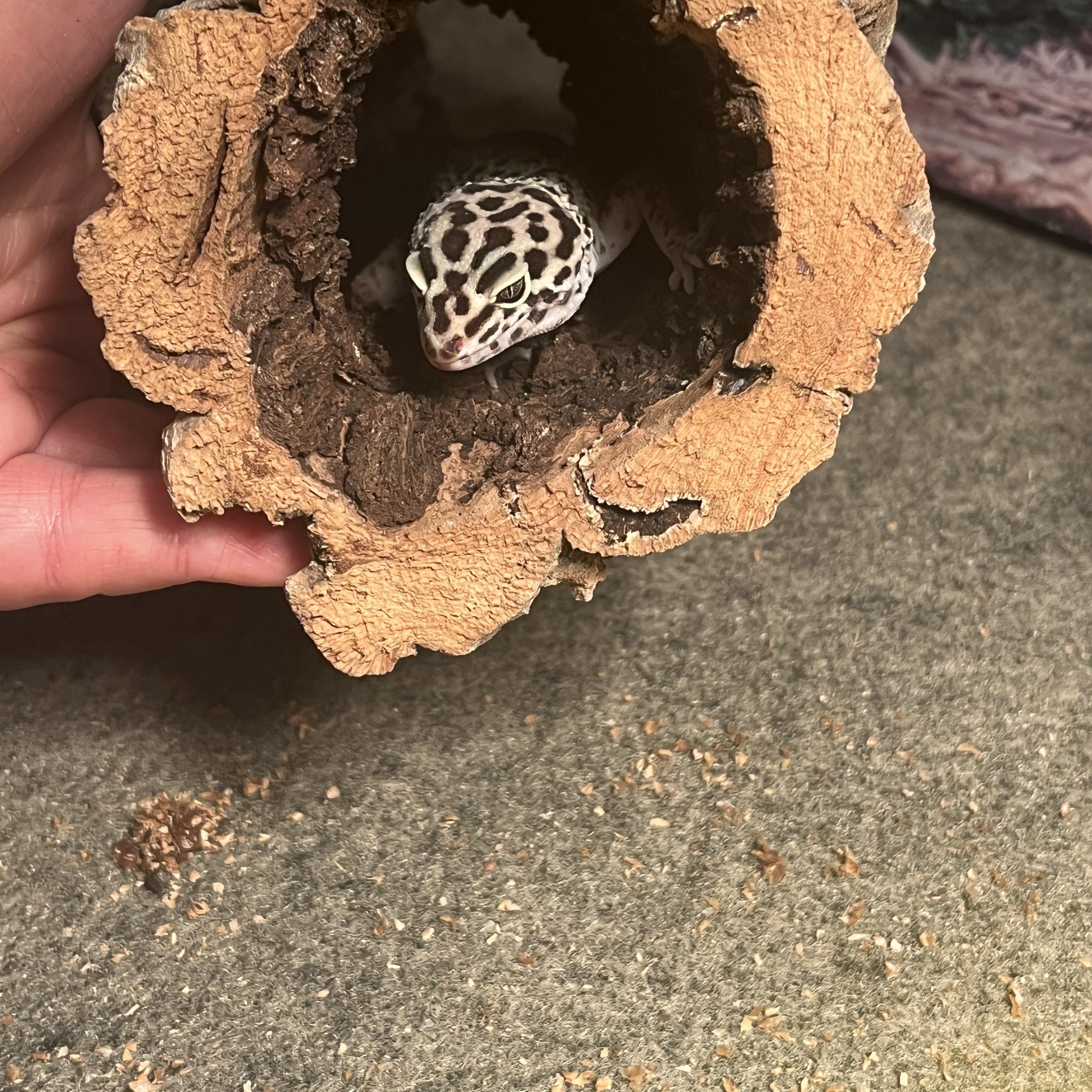 Gecko 3