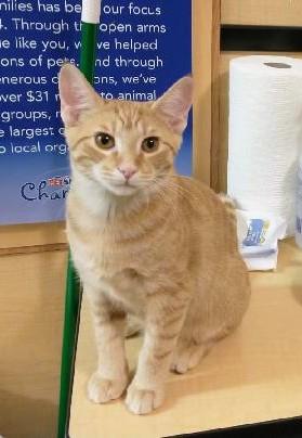Sorbet, adoptable, Kitten Male Tabby.