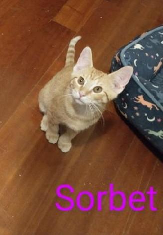 Sorbet, adoptable, Kitten Male Tabby.