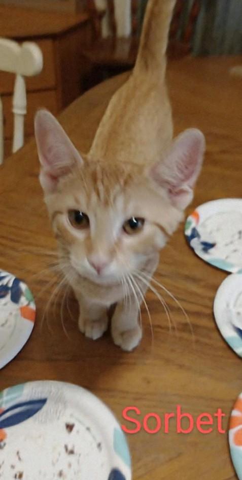 Sorbet, an adoptable Tabby in Waynesboro, VA image 3/6