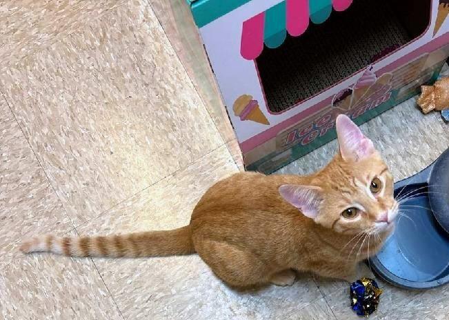 Enlarge Sorbet, an adoptable Tabby in Waynesboro, VA image 5/6