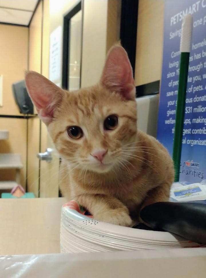 Enlarge Sorbet, an adoptable Tabby in Waynesboro, VA image 4/6