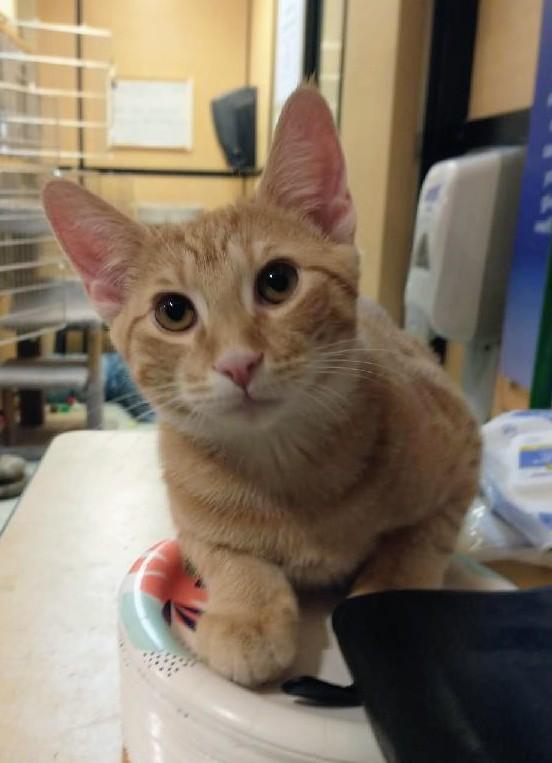 Enlarge Sorbet, an adoptable Tabby in Waynesboro, VA image 3/6