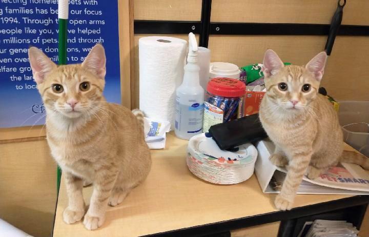 Enlarge Sorbet, an adoptable Tabby in Waynesboro, VA image 6/6