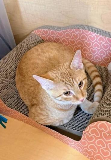 Enlarge Sorbet, an adoptable Tabby in Waynesboro, VA image 2/6
