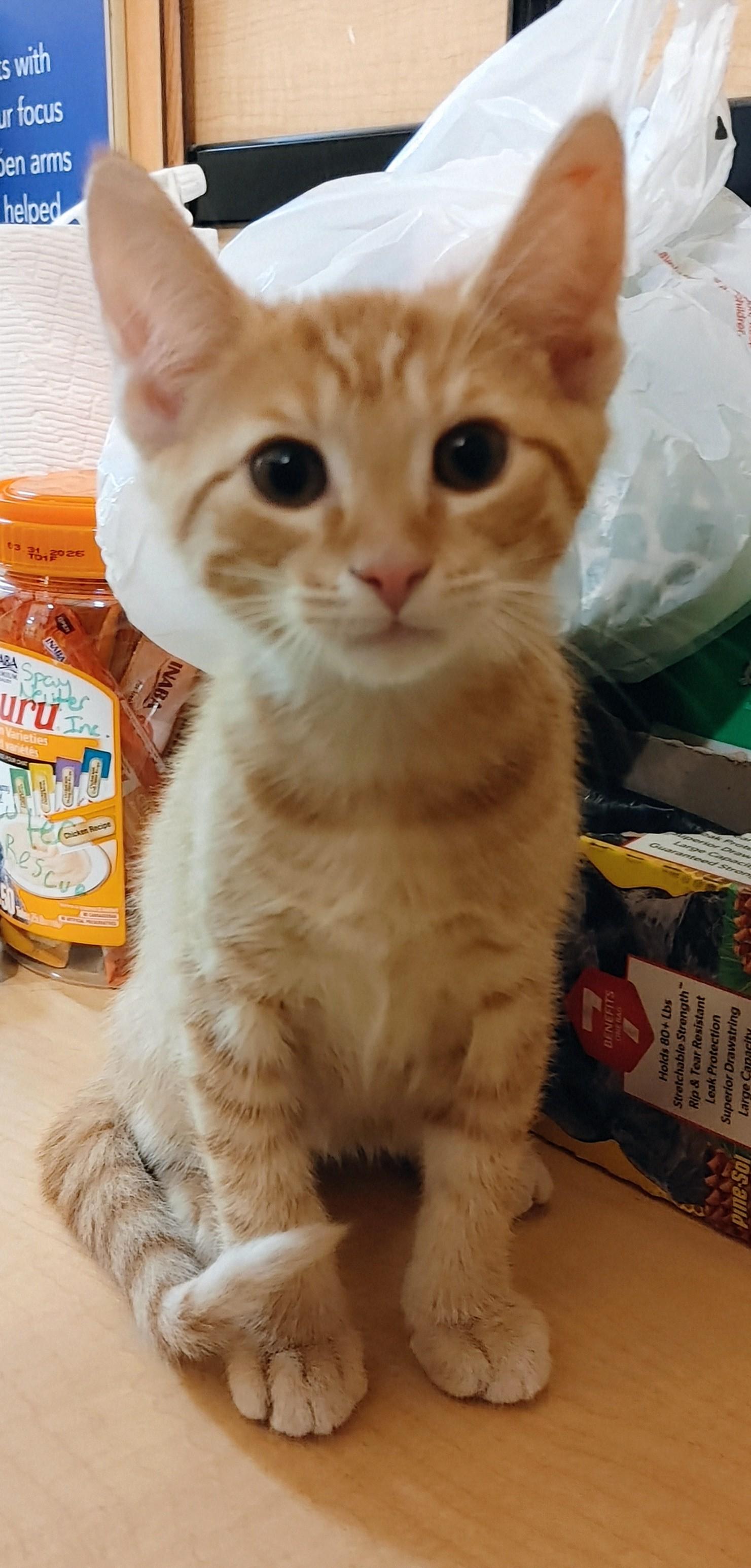 Sorbet, an adoptable Tabby in Waynesboro, VA image 2/6