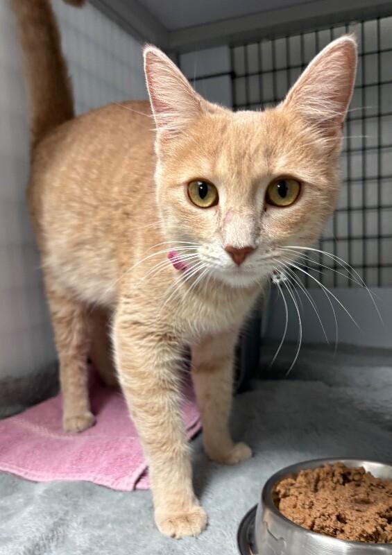 Enlarge Tree Top, a Adoptable Domestic Short Hair in Katy, TX image 1/4