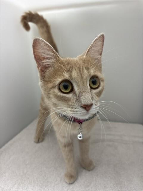 Enlarge Tree Top, a Adoptable Domestic Short Hair in Katy, TX image 2/4