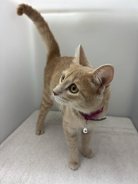 Enlarge Tree Top, a Adoptable Domestic Short Hair in Katy, TX image 3/4