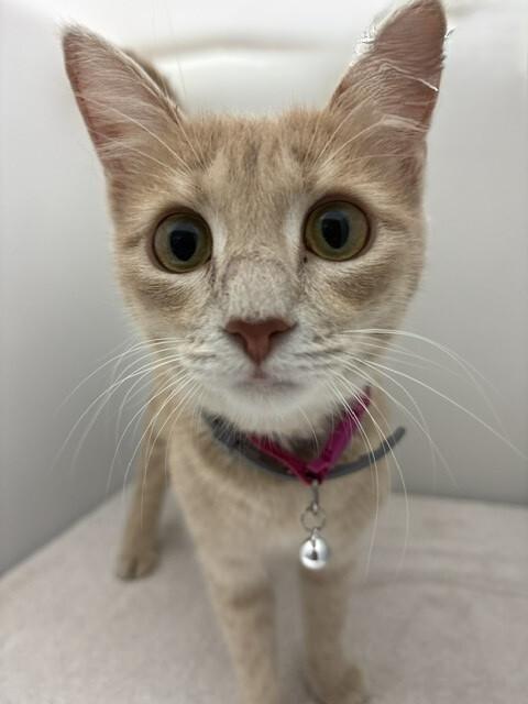 Enlarge Tree Top, a Adoptable Domestic Short Hair in Katy, TX image 4/4