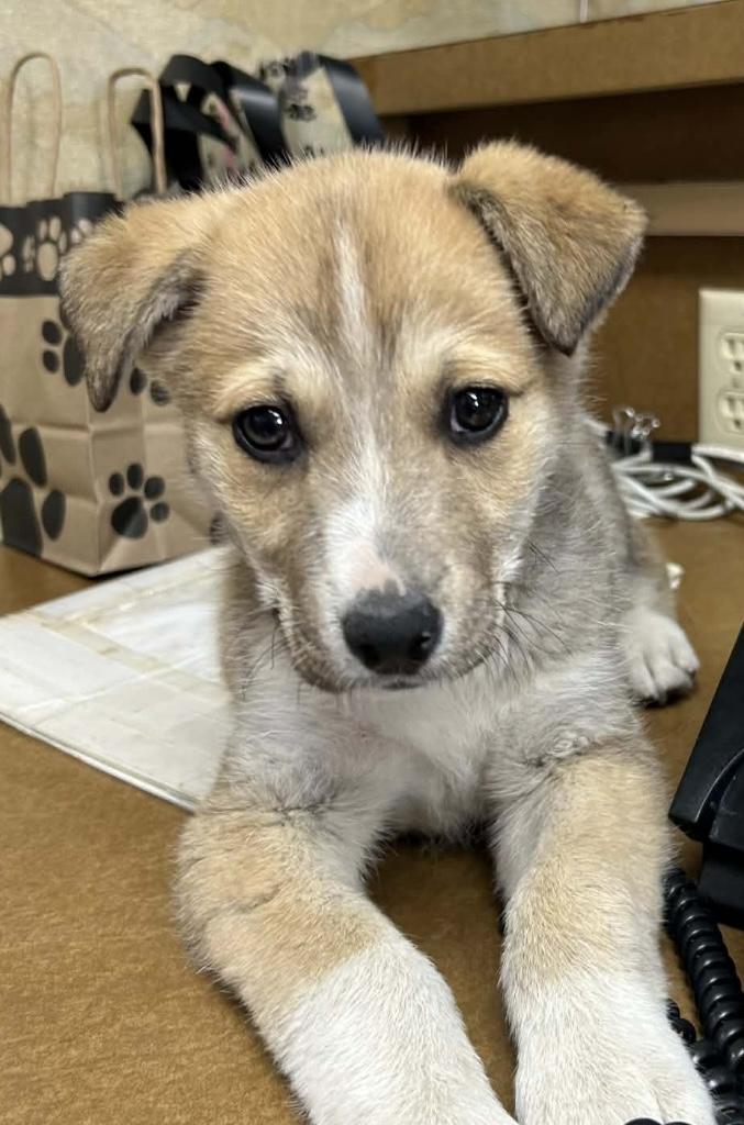 Enlarge Hugo, a Adoptable mixed breed in Longmont, CO image 1/1
