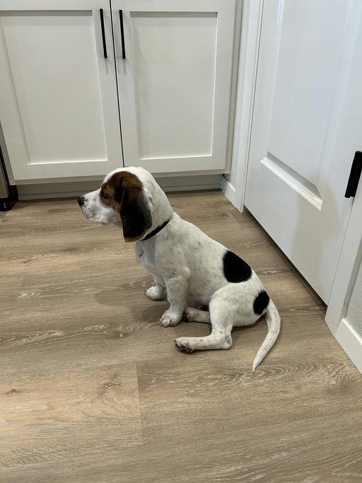 Roger, Adopted, Young Male Beagle.