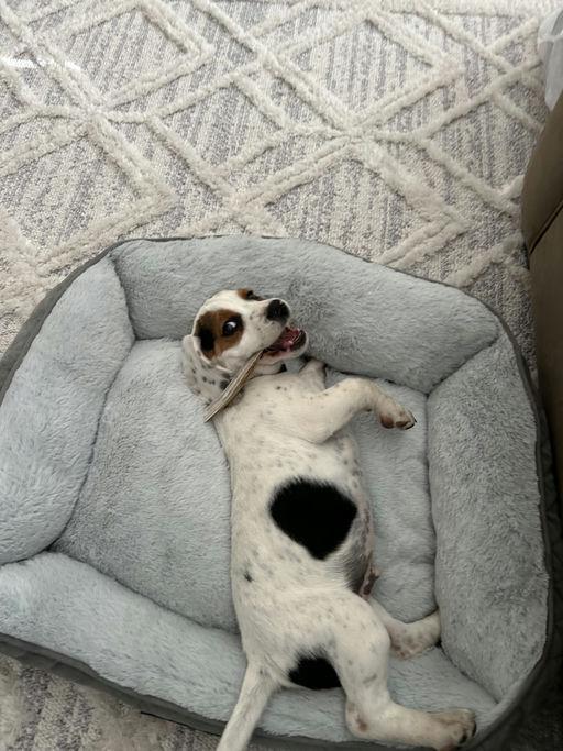 Enlarge Roger, a Adopted Beagle in TULSA, OK image 2/6