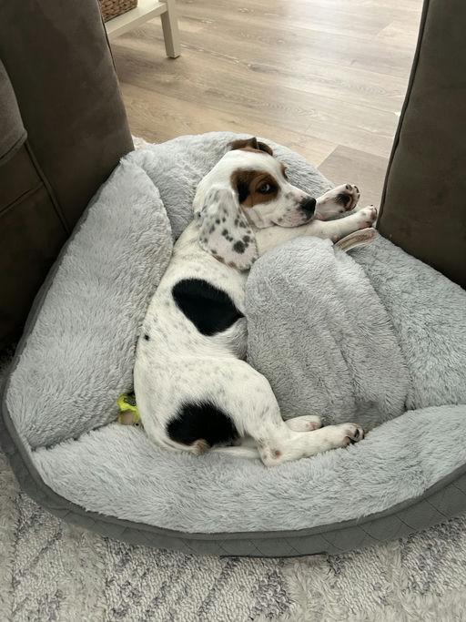 Enlarge Roger, a Adopted Beagle in TULSA, OK image 3/6