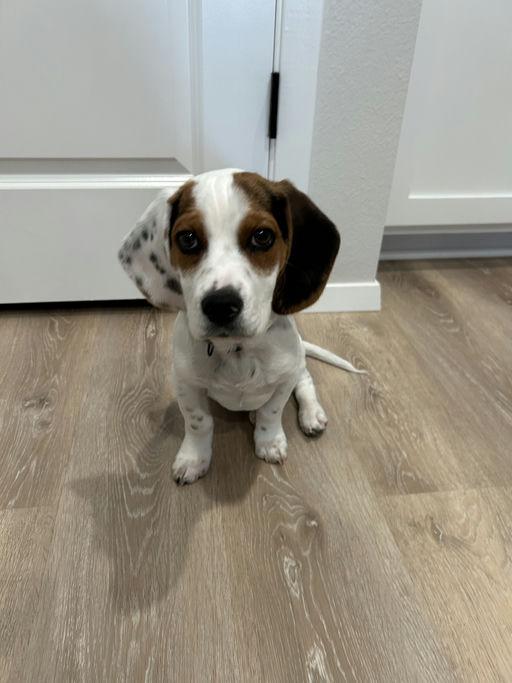 Enlarge Roger, a Adopted Beagle in TULSA, OK image 4/6