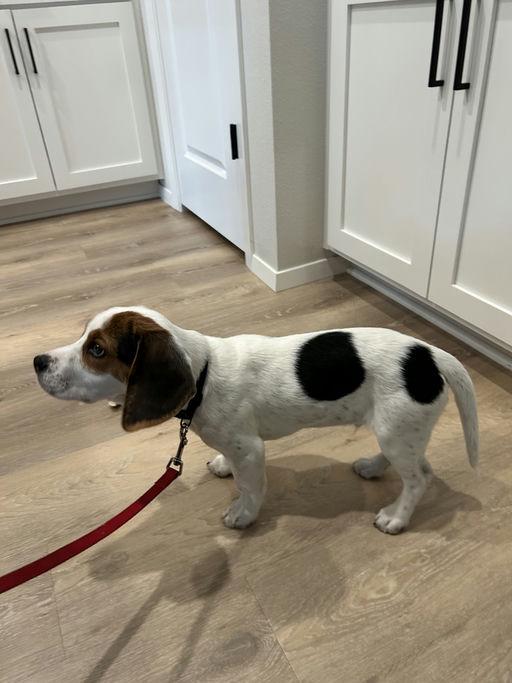 Enlarge Roger, a Adopted Beagle in TULSA, OK image 5/6