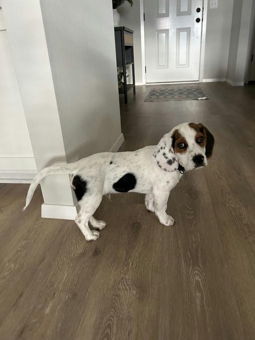 Enlarge Roger, a Adopted Beagle in TULSA, OK image 6/6