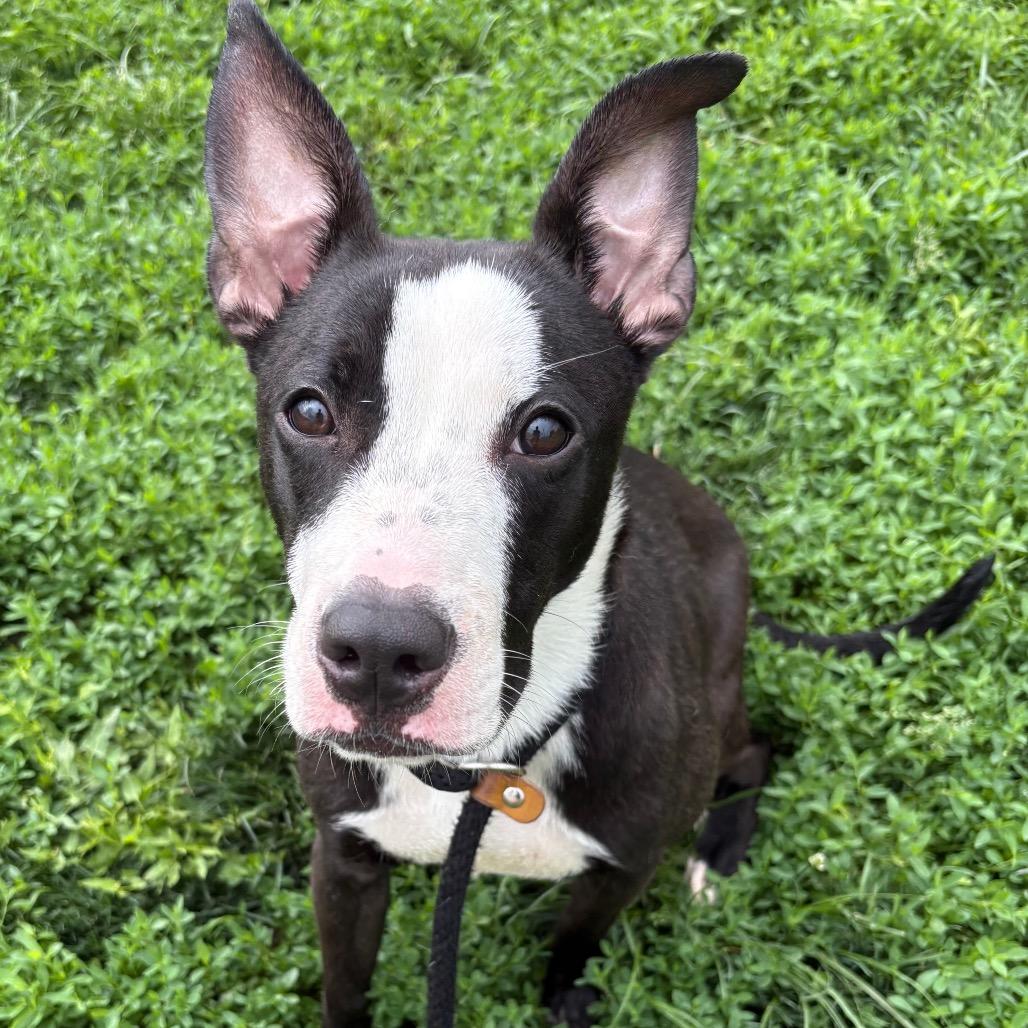 Veda, Adoptable, Young Female Mixed Breed.