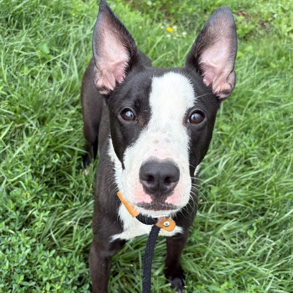 Veda, a Adoptable Mixed Breed in St Joseph, MO image 2/3
