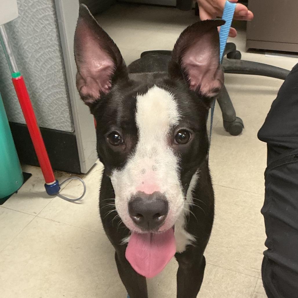 Veda, a Adoptable Mixed Breed in St Joseph, MO image 3/3