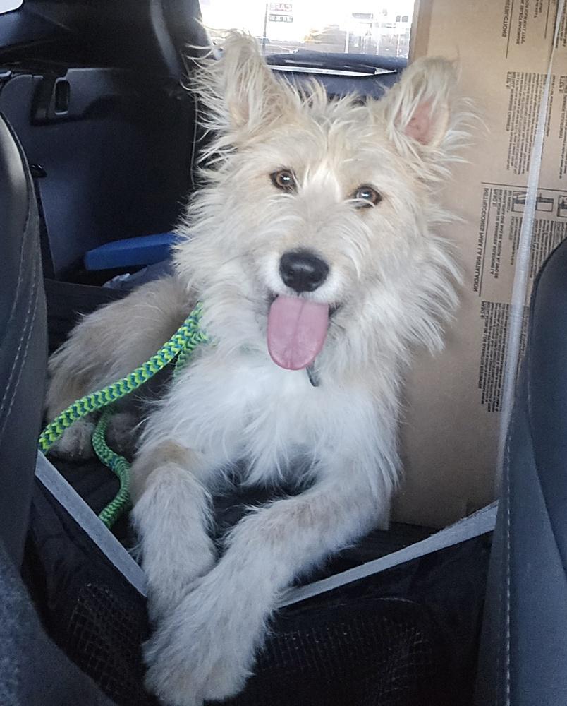 Enlarge Baby, a Adoptable mixed breed in Albuquerque, NM image 1/3