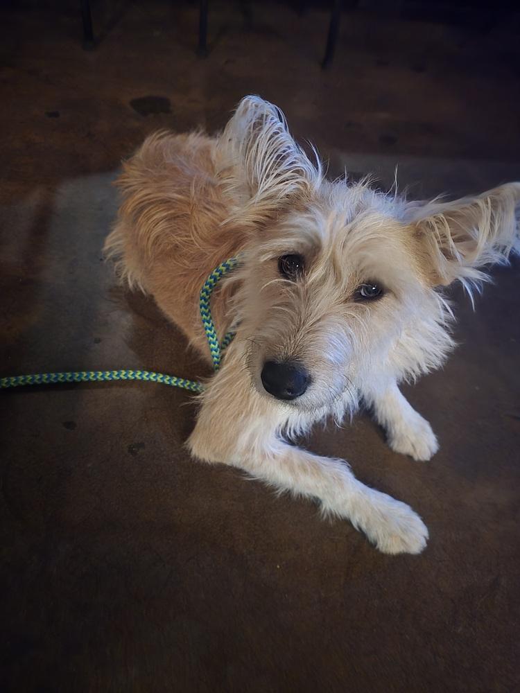 Enlarge Baby, a Adoptable mixed breed in Albuquerque, NM image 2/3