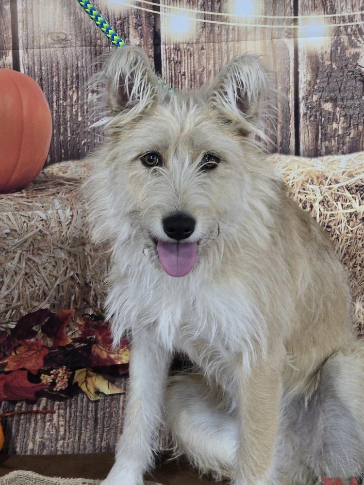 Enlarge Baby, a Adoptable mixed breed in Albuquerque, NM image 3/3