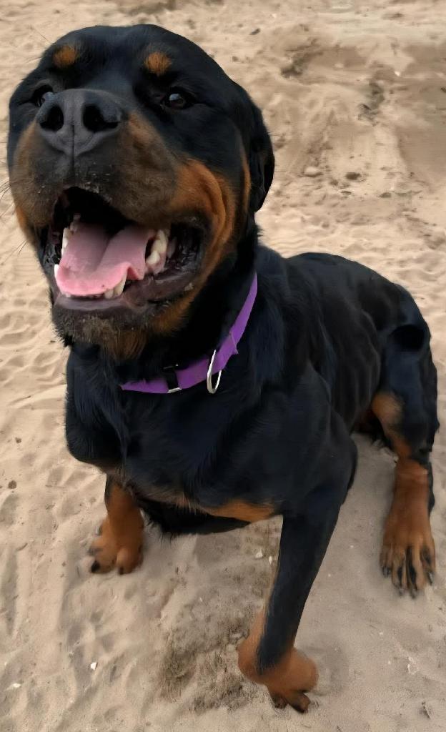 Maximus, Adoptable, Adult Male Rottweiler.