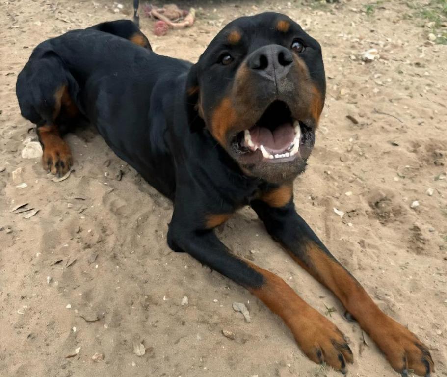 Enlarge Maximus, a Adoptable Rottweiler in San Antonio, TX image 2/3