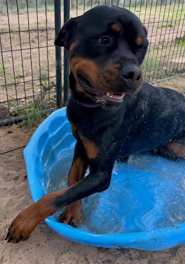 Enlarge Maximus, a Adoptable Rottweiler in San Antonio, TX image 3/3