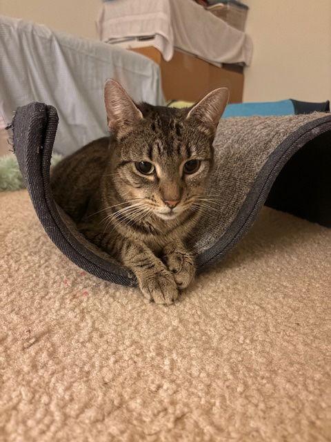 Priscilla — thumbnail 3