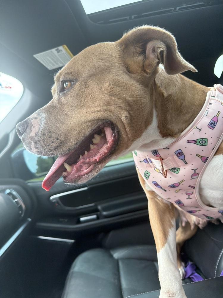 Enlarge Honey Bee, a Adoptable mixed breed in Clinton Township, MI image 2/6