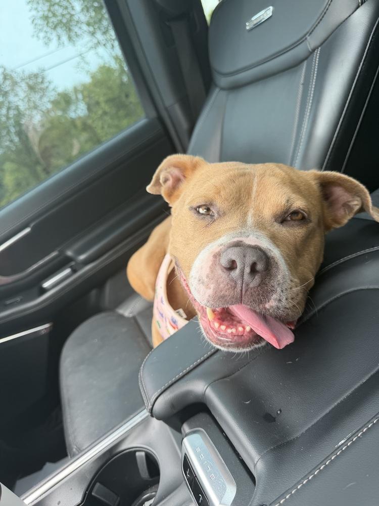 Honey Bee, Adoptable, Adult Female Mixed Breed.
