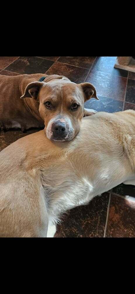 Honey Bee, Adoptable, Adult Female Mixed Breed.