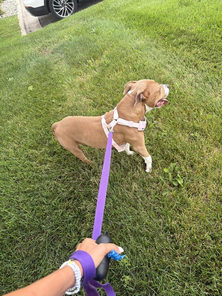 Enlarge Honey Bee, a Adoptable mixed breed in Clinton Township, MI image 3/6