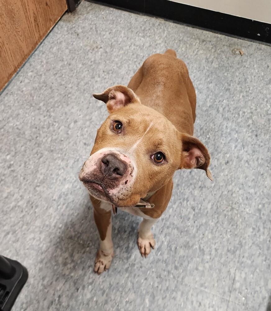Honey Bee, Adoptable, Adult Female Mixed Breed.