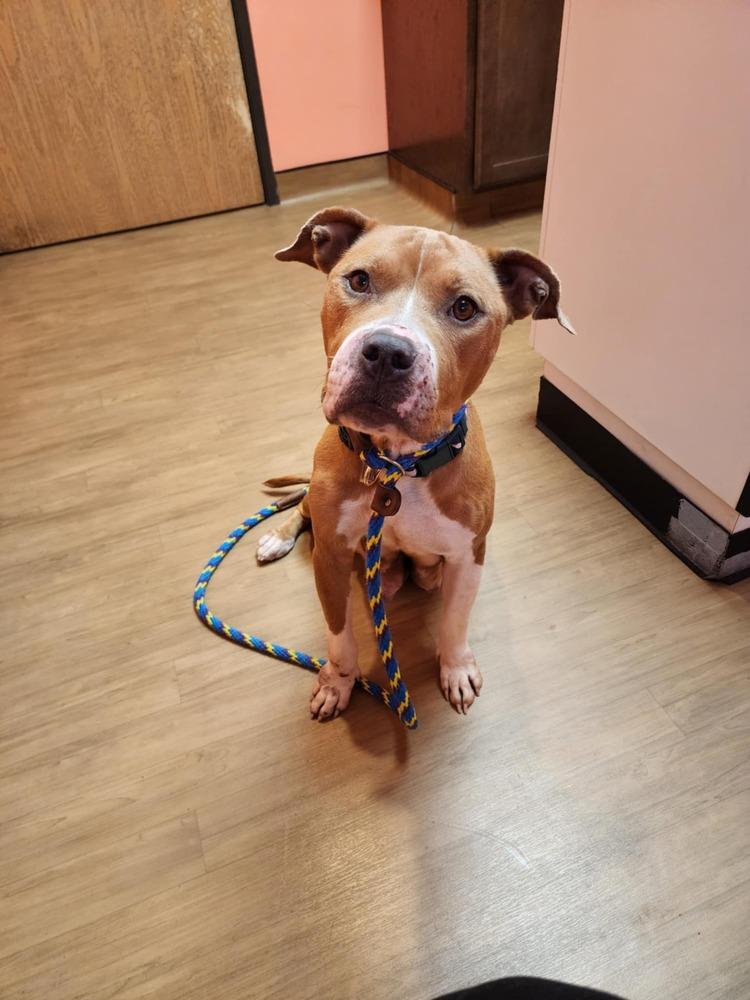 Enlarge Honey Bee, a Adoptable mixed breed in Clinton Township, MI image 3/6