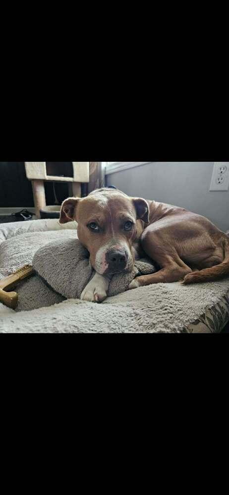 Enlarge Honey Bee, a Adoptable mixed breed in Clinton Township, MI image 4/6