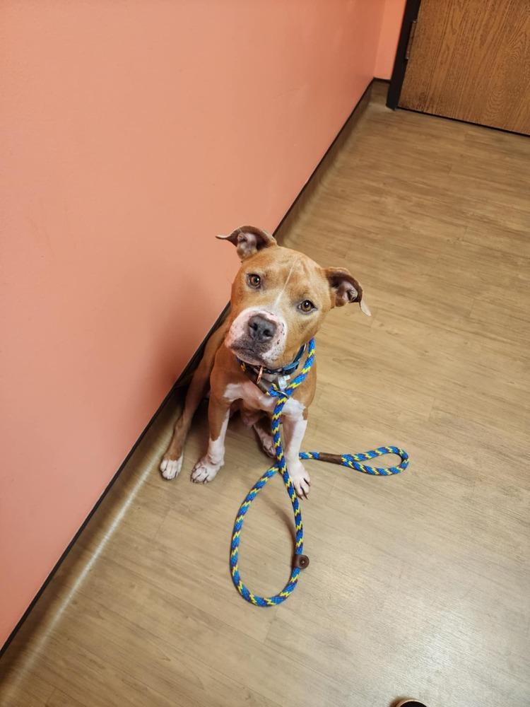 Enlarge Honey Bee, a Adoptable mixed breed in Clinton Township, MI image 5/6