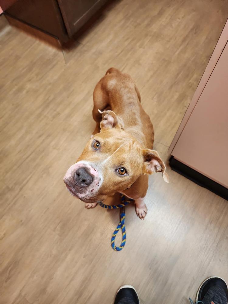 Enlarge Honey Bee, a Adoptable mixed breed in Clinton Township, MI image 6/6