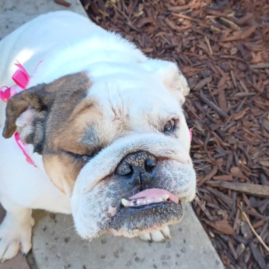 Enlarge Lady Marmalai, a Adoptable English Bulldog in Folsom, CA image 3/3
